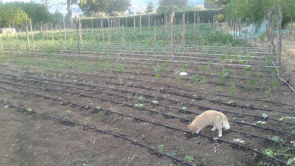 הוילה פדולה Agriturismo Tre Santi מראה חיצוני תמונה