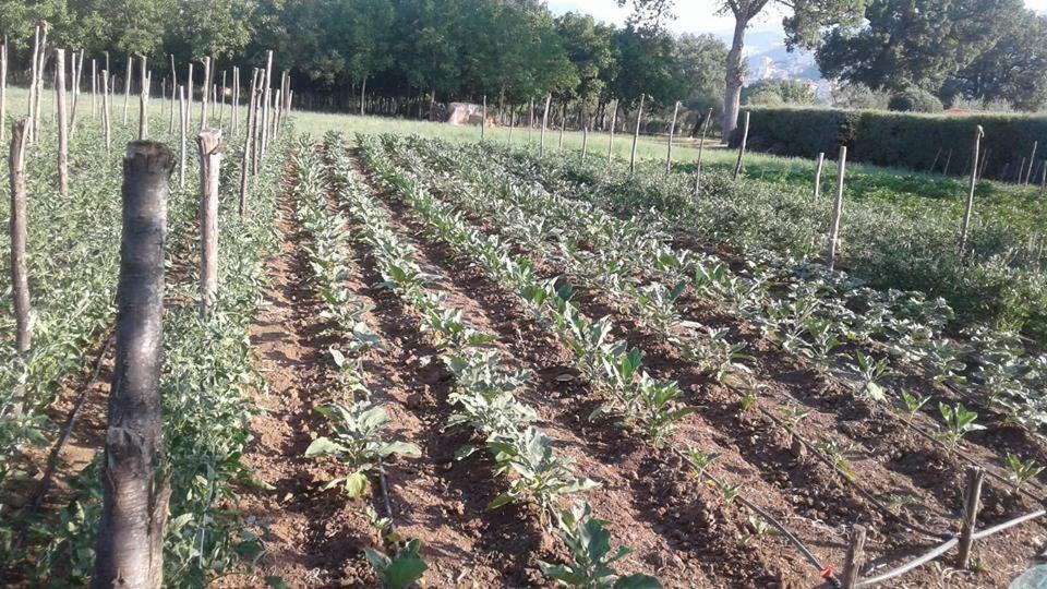 הוילה פדולה Agriturismo Tre Santi מראה חיצוני תמונה
