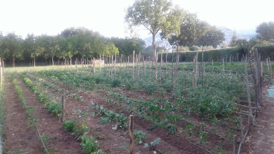 הוילה פדולה Agriturismo Tre Santi מראה חיצוני תמונה